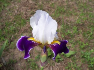Wabash Iris 2012