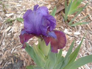 Median Iris