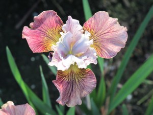 Siberian iris - Painted Woman by Marty Schafer and Jan Sacks in 2007