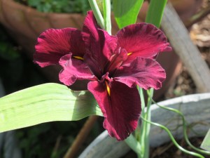 Lousiana iris - Red Velvet Elvis by Kevin Vaughn in 1997