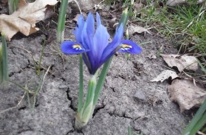 IrisReticulata-March-30-2016