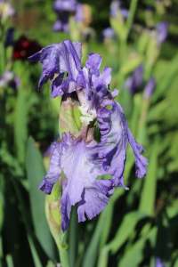 Magellan - After the storm