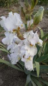 img_20161015_154052927