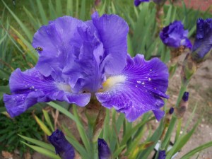 'Metro Blue' by Lockatell blooming October 10, 2016 in the Messer Garden